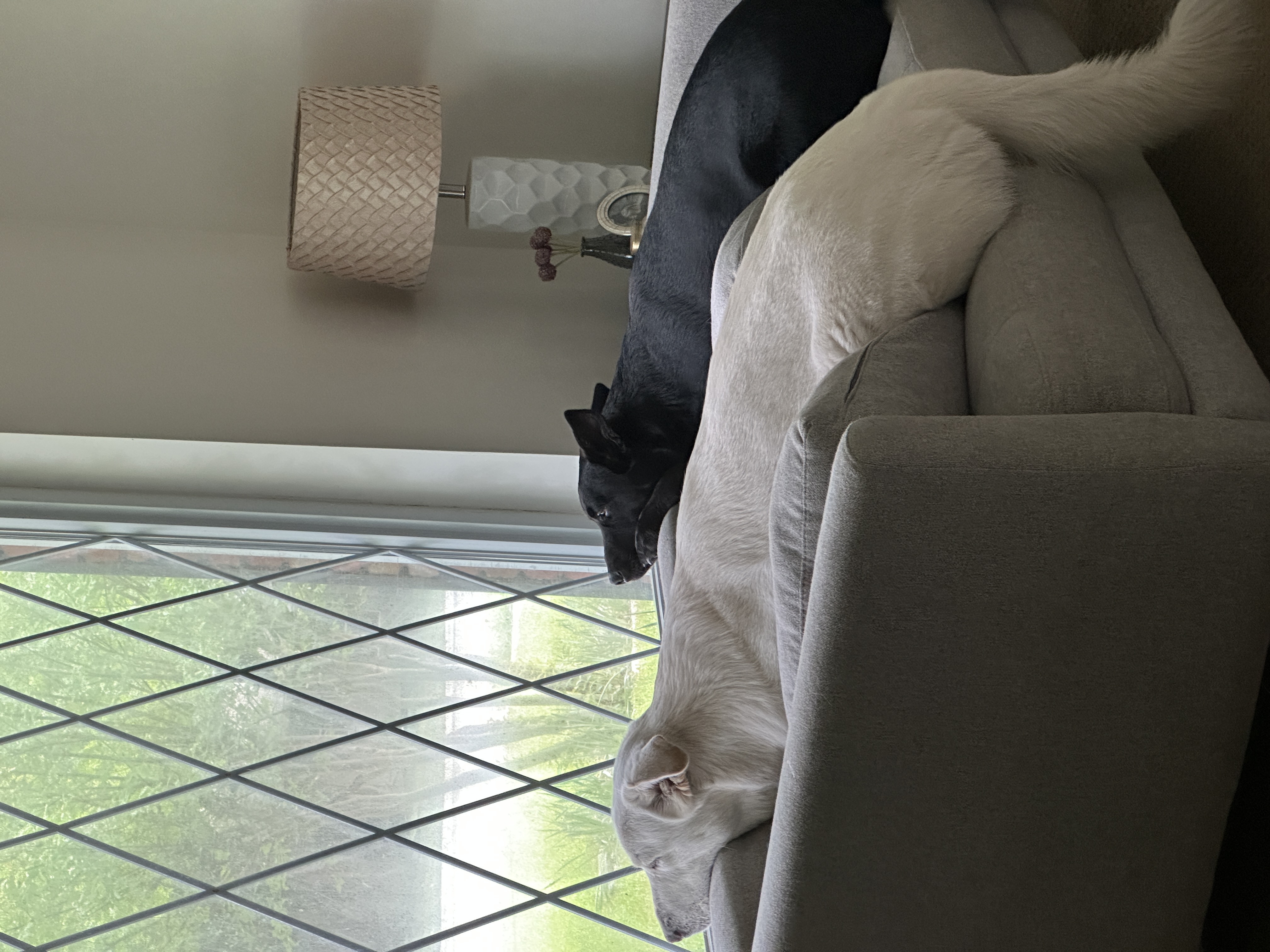 My dogs, Charlie and Jet